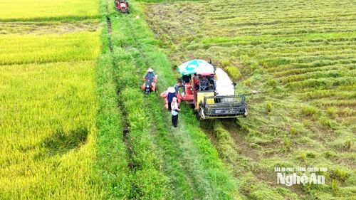 Thu hoạch lúa Hè Thu trên cánh đồng xã Văn Hiến. Ảnh: X.H