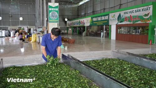 Chế biến chè tại hợp tác xã chè La Bằng. (Nguồn: Vietnam+)