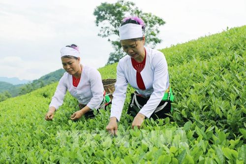 Người dân thu hái chè trên nương, duy trì nghề trồng chè truyền thống gắn với phát triển kinh tế nông nghiệp bền vững. Ảnh: Tạ Toàn - TTXVN