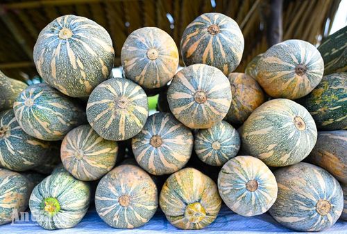 Những quả bí được trồng ở Vàm Răng nổi tiếng dẻo, thơm, được người tiêu dùng ưa chuộng.