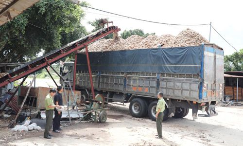  Xe đến mua dăm gỗ tại xưởng chế biến của Công ty trách nhiệm hữu hạn Hùng Mười (xã Nam Dương). 