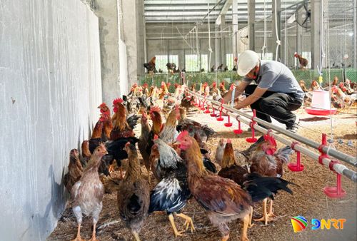 Mô hình nông nghiệp tuần hoàn theo chuỗi giá trị cần chi phí đầu tư ban đầu khá lớn. Ảnh: PHAN VINH