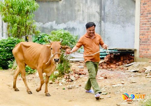 Một hộ dân thôn Bhlô Bền (xã Sông Kôn) nhận bò giống sinh sản từ hỗ trợ của chương trình mục tiêu quốc gia. Ảnh: VA RA