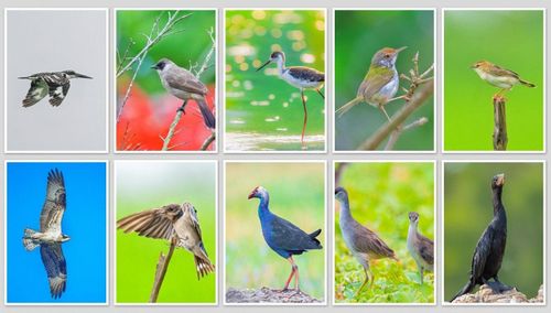 Một số loài chim ấn tượng được chụp tại hệ sinh thái Sông Đầm. Ảnh: HOÀNG LINH