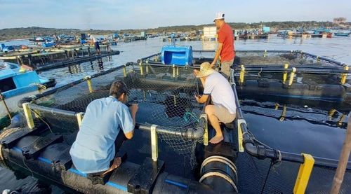 Sử dụng lồng bè HDPE kết hợp với ứng dụng khoa học kỹ thuật và công nghệ mới đã phát triển nghề nuôi biển thuận lợi, chống chịu với thời tiết cực đoan