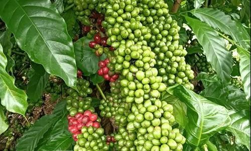 Giá cà phê hôm nay điều chỉnh giảm. Ảnh minh họa