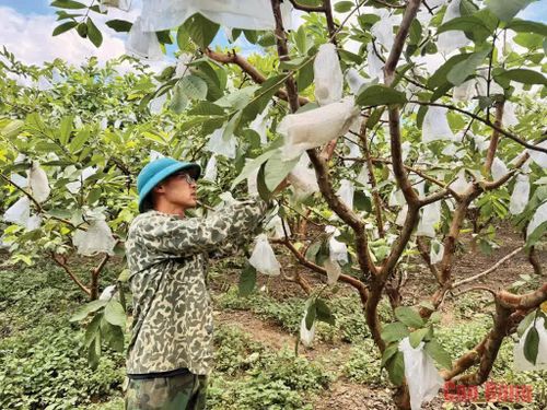 Nông dân xóm Quảng Hưng 1, xã Độc Lập chăm sóc vườn ổi.