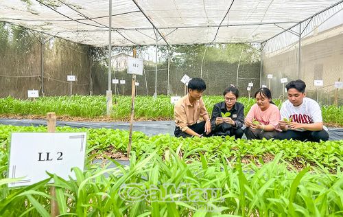 Giờ thực hành của sinh viên Trường Đại học Bạc Liêu. Ảnh: HỮU THỌ