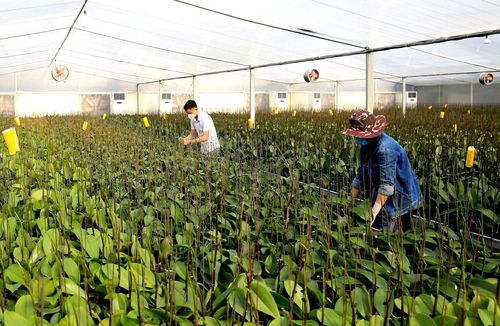 Chăm sóc hoa lan ứng dụng công nghệ cao tại xã Tam Hưng. Ảnh Quang Thái