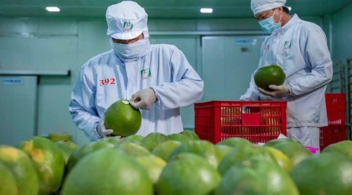 Giá trị xuất khẩu nông sản của Việt Nam tiến gần mục tiêu 74 tỷ USD. Ảnh: CTV.