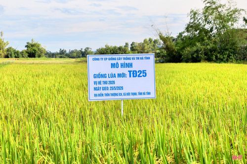 Một số giống mới được đưa vào sản xuất thử bước đầu cho thấy khả năng sinh trưởng tốt, phù hợp với điều kiện sản xuất tại địa phương.