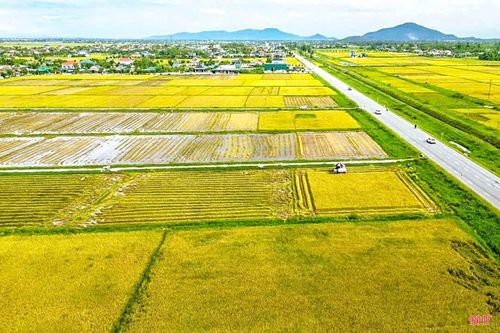 Máy móc được huy động hỗ trợ bà con nông dân đẩy nhanh tiến độ thu hoạch.