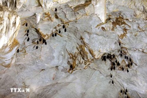 Đàn dơi trú ngụ tại Hang Dơi. (Ảnh: Quang Quyết/TTXVN)