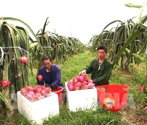 Phú Thọ đặt mục tiêu đến cuối năm 2030 có từ 75% trở lên số hợp tác xã đang hoạt động được xếp loại hiệu quả. Ảnh minh họa: Nguyễn Thảo - TTXVN