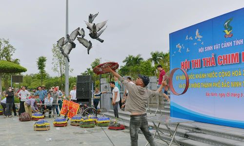 Nghệ nhân mở lồng thả chim bồ câu dự thi.