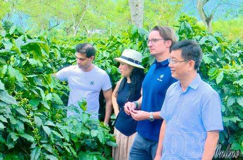 Đại diện Công ty Cổ phần Cà phê Detech khảo sát vùng nguyên liệu cà phê tại xã Mường Ảng.