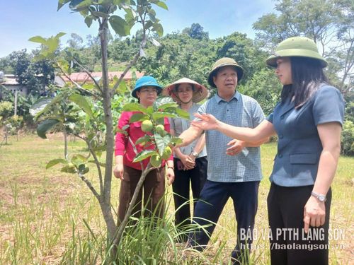 Lãnh đạo UBND tỉnh cùng các đơn vị kiểm tra thực tế mô hình hồng giòn ghép tại xã Hoàng Văn Thụ