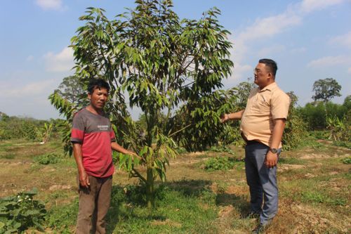 Vốn tín dụng ưu đãi giúp nông dân Đông Giang phát triển cây ăn trái