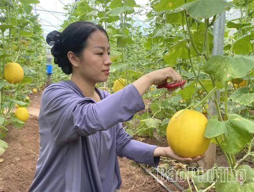 Được chăm sóc đúng kỹ thuật, dưa Hoàng Kim cho năng suất ổn định. Khi chín, quả chuyển sang màu vàng đặc trưng, vỏ căng bóng và tỏa mùi thơm nhẹ. Vì thế, người trồng không chỉ quan sát màu sắc, mà còn dựa vào mùi thơm để nhận biết dưa đã đạt độ chín.