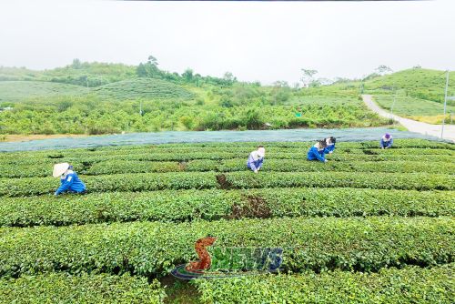 Nông dân bản Nà Tân thu hái chè.