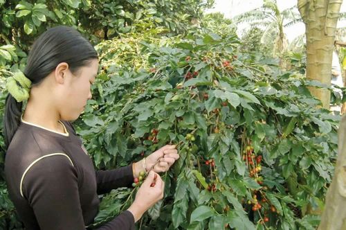 Dự báo, giá cà phê trong nước có xu hướng tăng trong thời gian tới. Ảnh: Đức Thanh