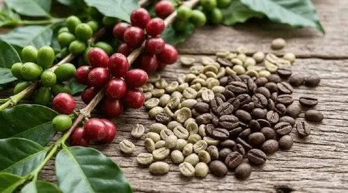 Giá cà phê trong nước hôm nay giảm nhẹ. Ảnh minh họa