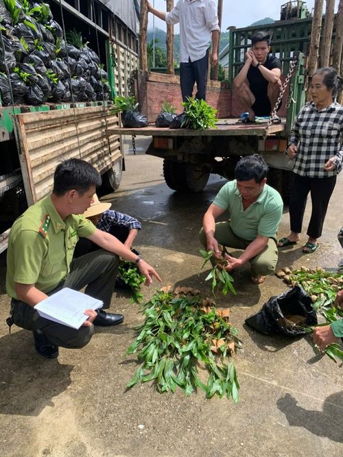 Cán bộ kiểm lâm kiểm tra chất lượng cây giống trước khi đưa vào trồng