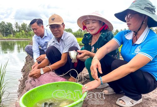 Phát triển nuôi cá bổi thương phẩm gắn với các tổ hội nghề nghiệp giúp người dân Khánh Hưng phát huy lợi thế mặt nước, tăng tính liên kết trong sản xuất và từng bước chuyển nguồn lực tại chỗ thành động lực phát triển kinh tế.