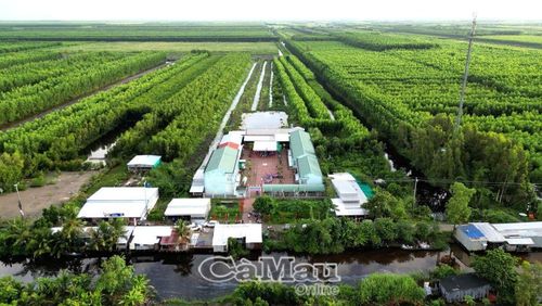 Trường Tiểu học và THCS Trịnh Minh Hưởng nổi bật giữa màu xanh rừng U Minh Hạ. 