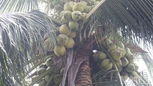 Cây dừa của một hộ dân xã Hiếu Thành, tỉnh Vĩnh Long cho trái sai. (Ảnh: MINH KHỞI)