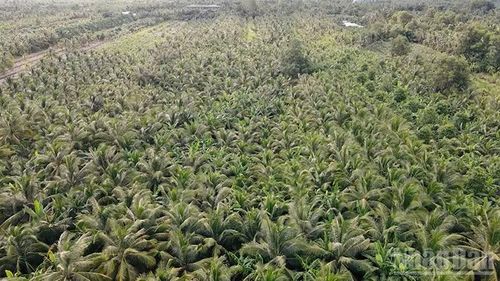Người dân xã Cầu Kè, tỉnh Vĩnh Long trồng dừa cao sản, năng suất cao. (Ảnh: MINH KHỞI)