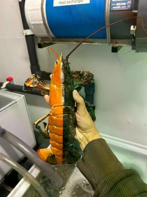 Cơ thể 2 màu của Ethel là kết quả của một đột biến gene. (Ảnh: Viện Nghiên cứu Vịnh Maine)