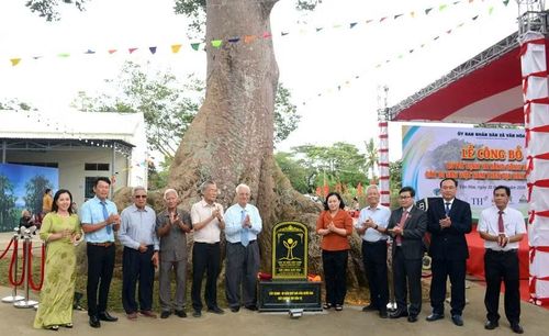 Cây Sui hơn 300 tuổi tại xã Vân Hoà, tỉnh Đắk Lắk.