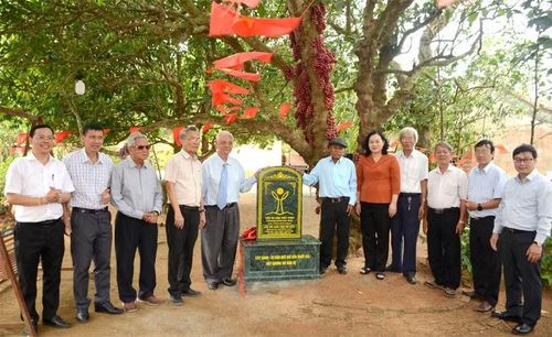 Cây Dâu da đất được công nhận Cây Di sản tại xã Vân Hoà.