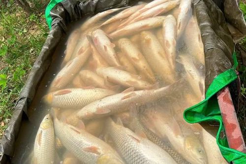 Sự cố khiến hơn 3 tấn cá nuôi lồng bè trong lòng hồ của người dân bị chết do mất nước đột ngột.