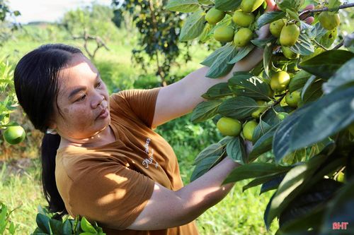 Xã Mai Hoa hiện có hơn 40 ha hồng giòn Yên Du, tập trung chủ yếu tại thôn Đức Lĩnh.