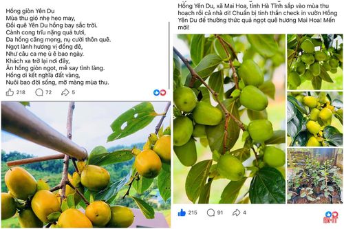 Với chất lượng thơm ngon, hồng giòn Yên Du ngày càng được khách hàng đón nhận.