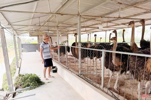 Mô hình nuôi đà điểu bước đầu cho thấy nhiều tín hiệu khả quan.