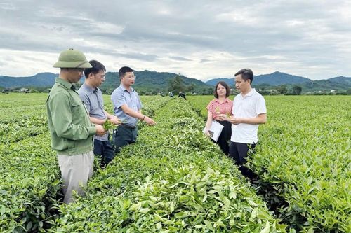 Lãnh đạo Sở KH&CN kiểm tra tiến độ triển khai dự án ứng dụng tiến bộ kỹ thuật chuyển đổi mô hình sản xuất chè theo tiêu chuẩn hữu cơ (ảnh: Sở KH&CN).