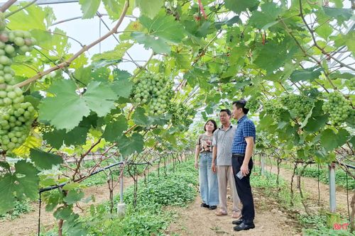 Lãnh đạo sở KH&CN kiểm tra dự án ứng dụng tiến bộ KHCN xây dựng mô hình trồng thử nghiệm một số giống nho trong nhà lưới.