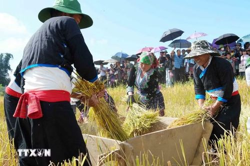 Đập lúa thủ công của người Mông tại ngày hội. (Ảnh: Nguyễn Oanh/TTXVN).