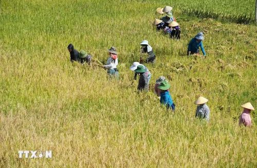 Người dân gặt lúa chín tại ruộng bậc thang Tả Lèng. (Ảnh: Nguyễn Oanh/TTXVN).