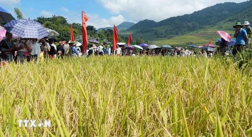 Đông đảo người dân và du khách tham gia ngày hội. (Ảnh: Nguyễn Oanh/TTXVN).