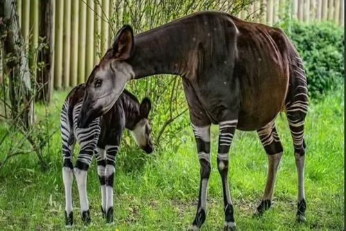 Cộng hòa Dân chủ Congo hiện là quốc gia duy nhất trên thế giới là "nhà" của Okapi - một trong những loài động vật quý hiếm nhất thế giới. Loài " kỳ lân châu Phi" này sinh sống trong các khu rừng nhiệt đới. (Ảnh: SWNS)