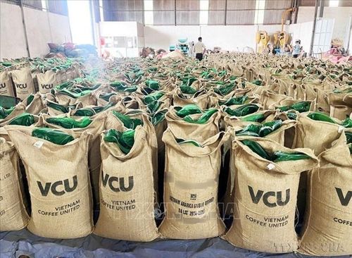 Cà phê là mặt hàng có kim ngạch xuất khẩu lớn nhất của Việt Nam sang Nga. Ảnh: Hoài Nam/TTXVN