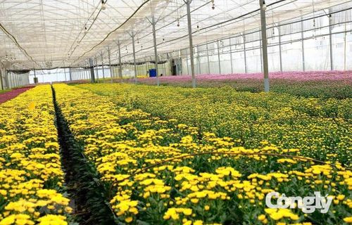 Hoa Đà Lạt là một trong những ngành hàng nông nghiệp đặc trưng, góp phần tạo nên thương hiệu du lịch của Lâm Đồng.