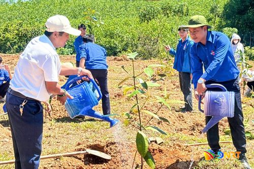 Thành đoàn Đà Nẵng hỗ trợ 300 gốc cây ăn quả cho anh Mạc Như Bấc tại xã Hòa Vang. Ảnh: Đoàn xã Hòa Vang cung cấp 