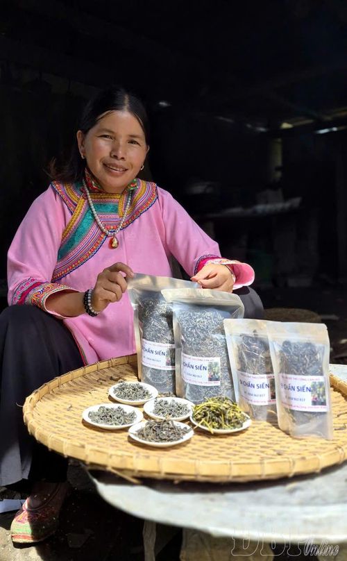 Chị Si Chấn Siến mong muốn phát triển chè Shan tuyết Can Hồ thành sản phẩm OCOP. 