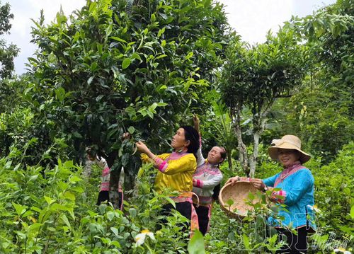 Người dân bản Thèn Pả, xã Na Sang thu hái chè Shan tuyết.