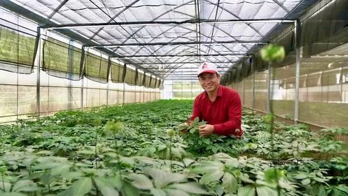 Vườn sâm của Trường Sinh Group trồng tại đỉnh núi Ngọc Linh (tỉnh Quảng Ngãi). Ảnh : ĐVCC